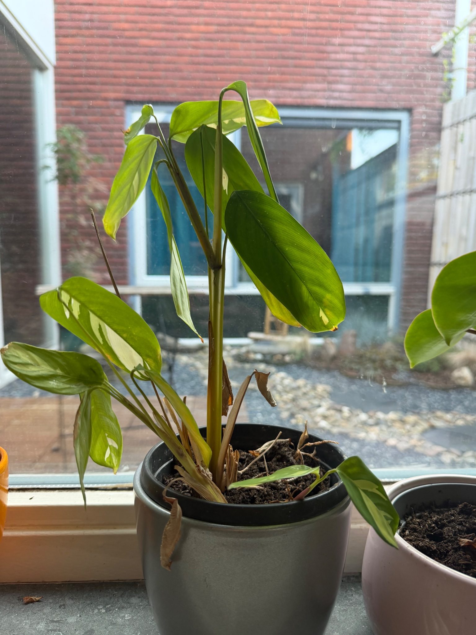 Calathea pilosa