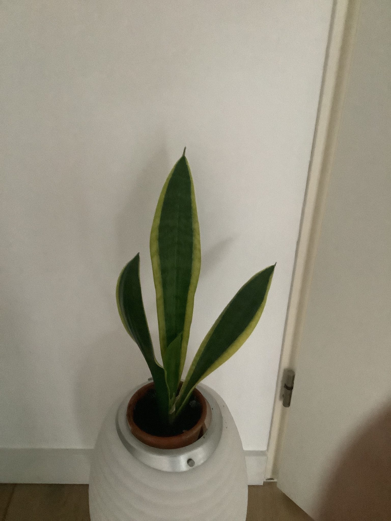Sanseveria