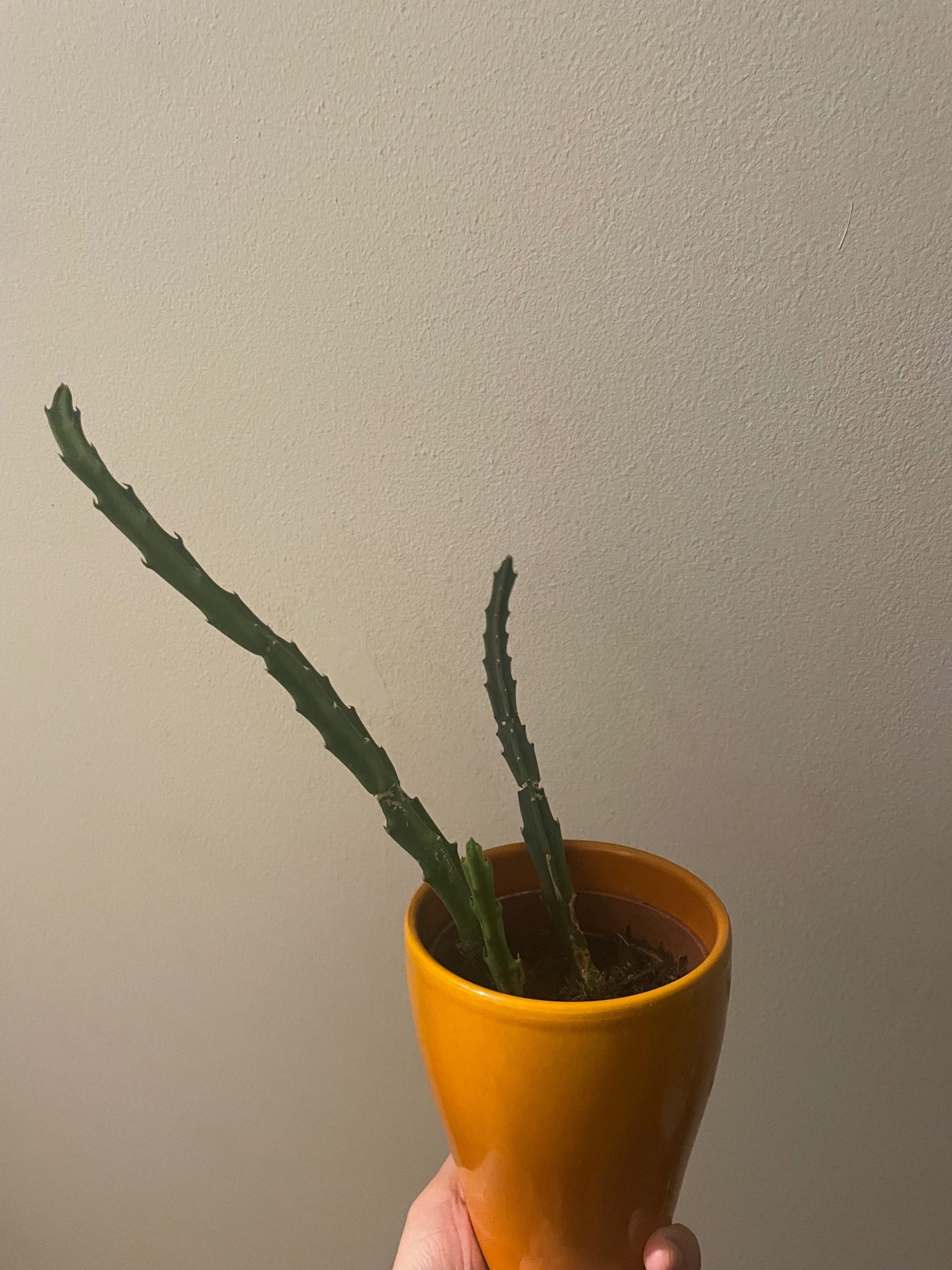 Stapelia cutting