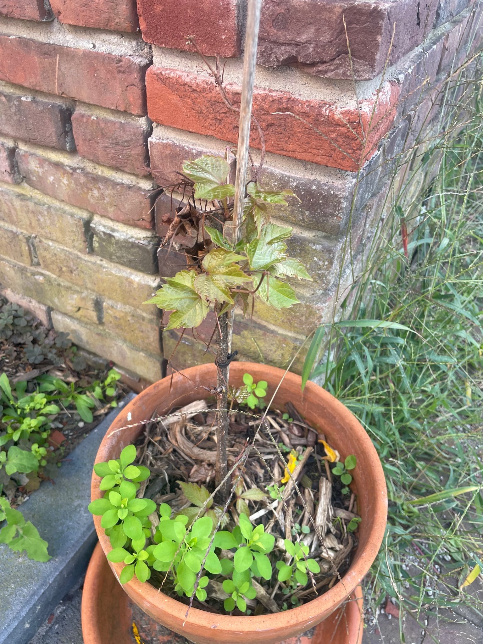 Boston ivy