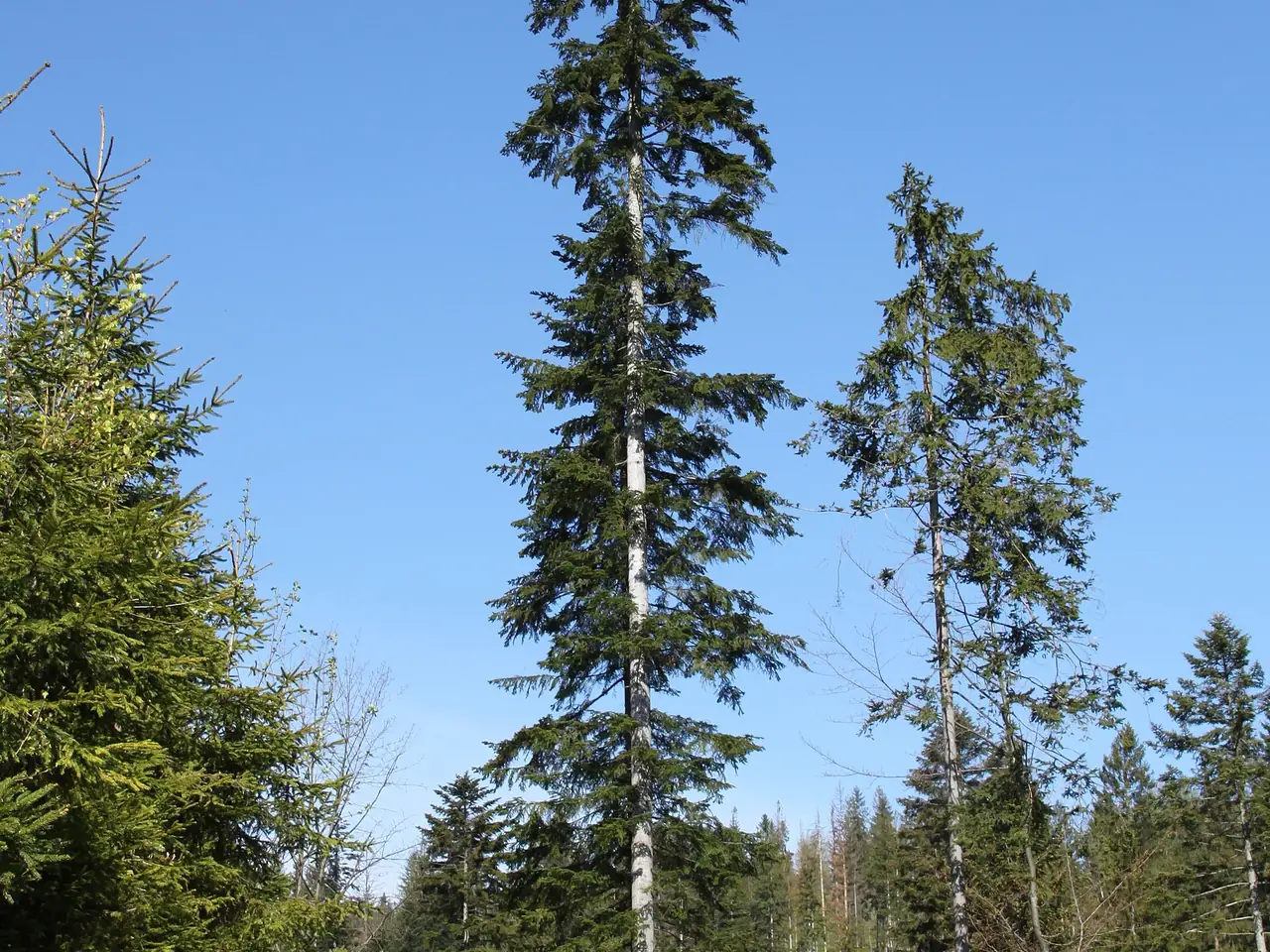 European silver fir