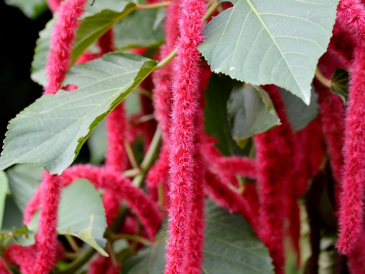 Chenille plant