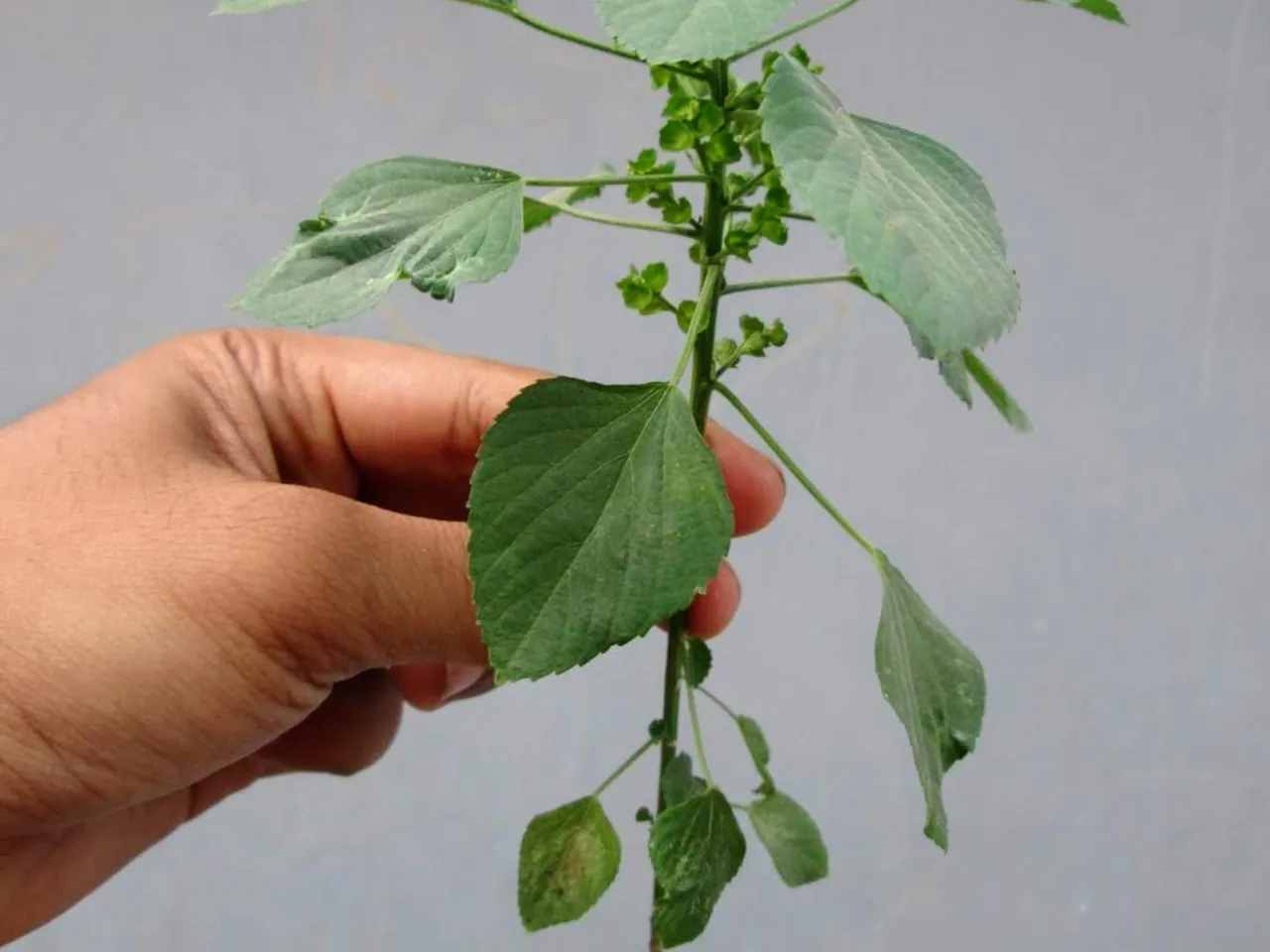 Acalypha indica