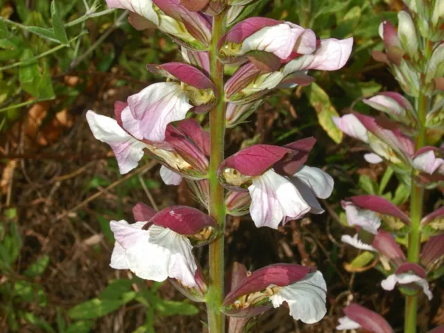 Oyster plant