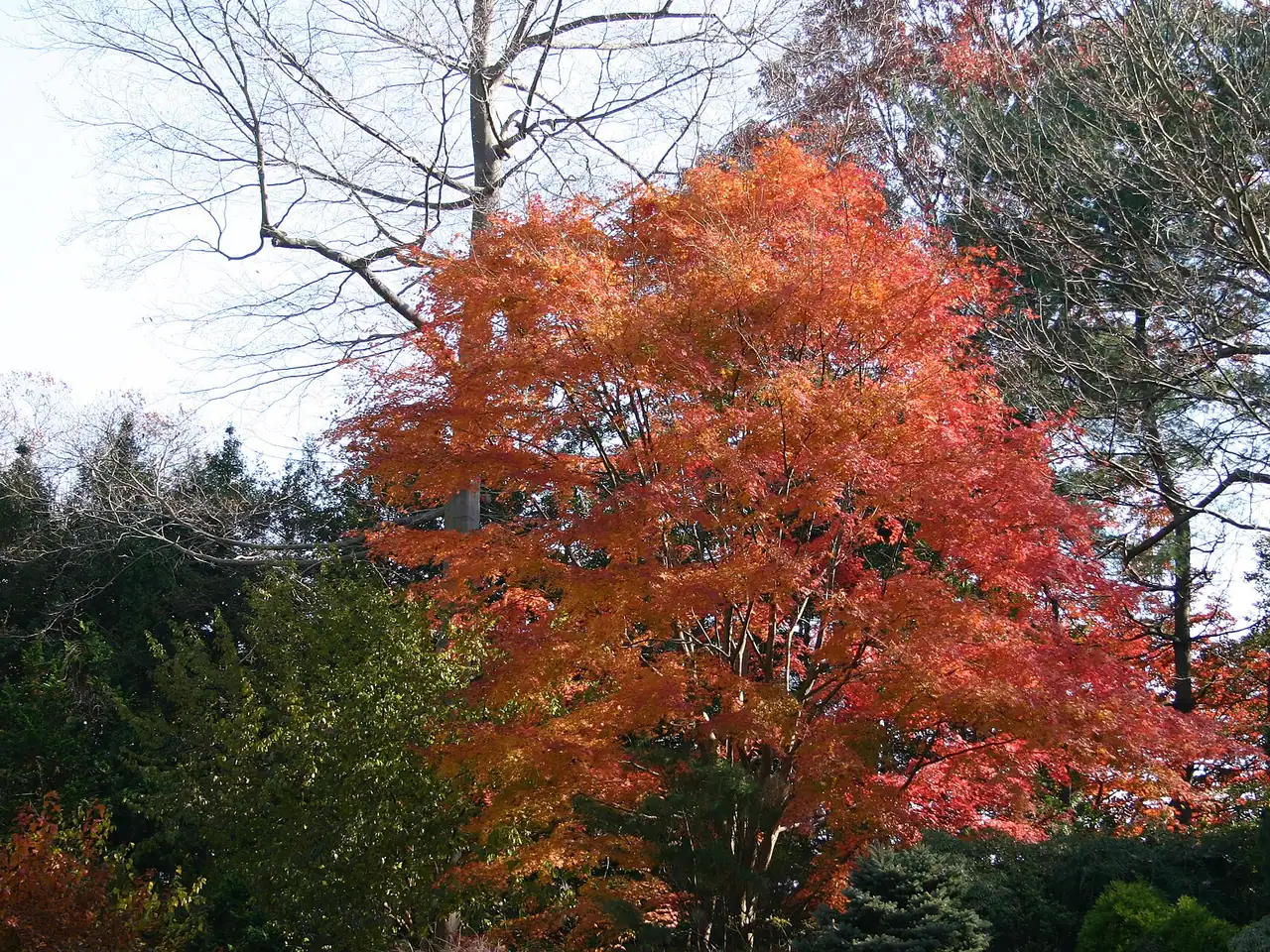 Japanese maple