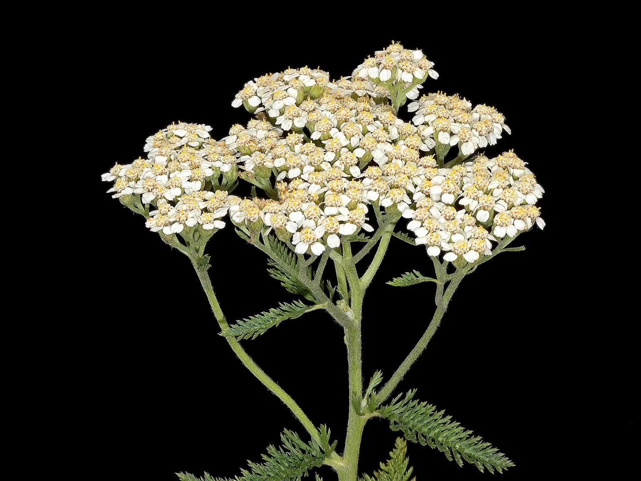 Common yarrow
