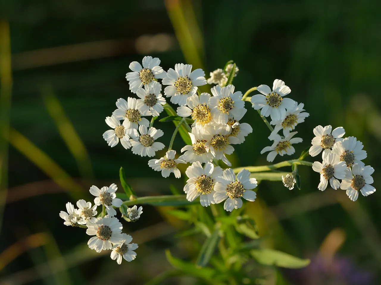 Sneezeweed