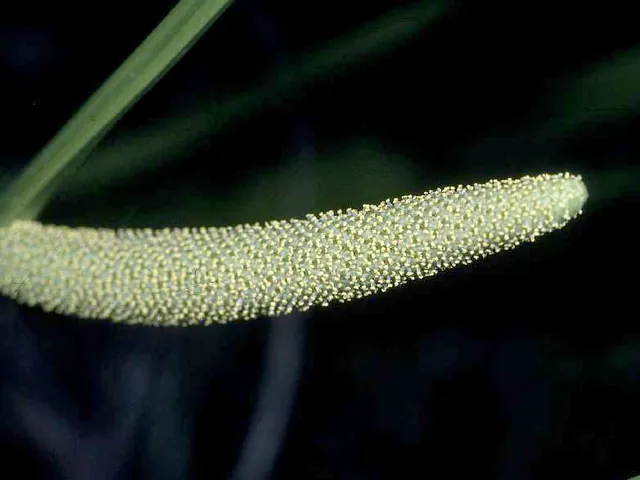 Calamus