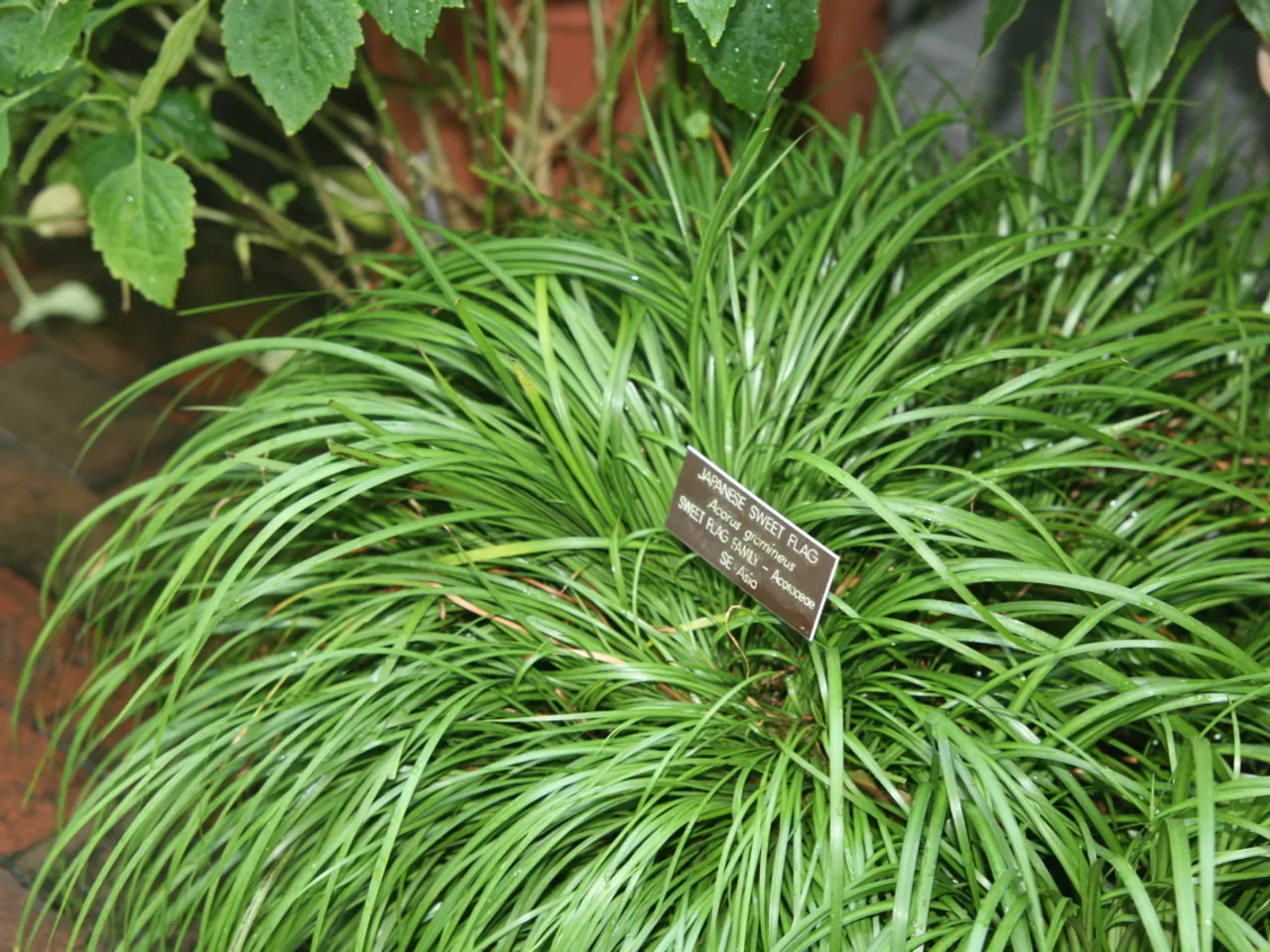 Grass-leaf sweet-flag