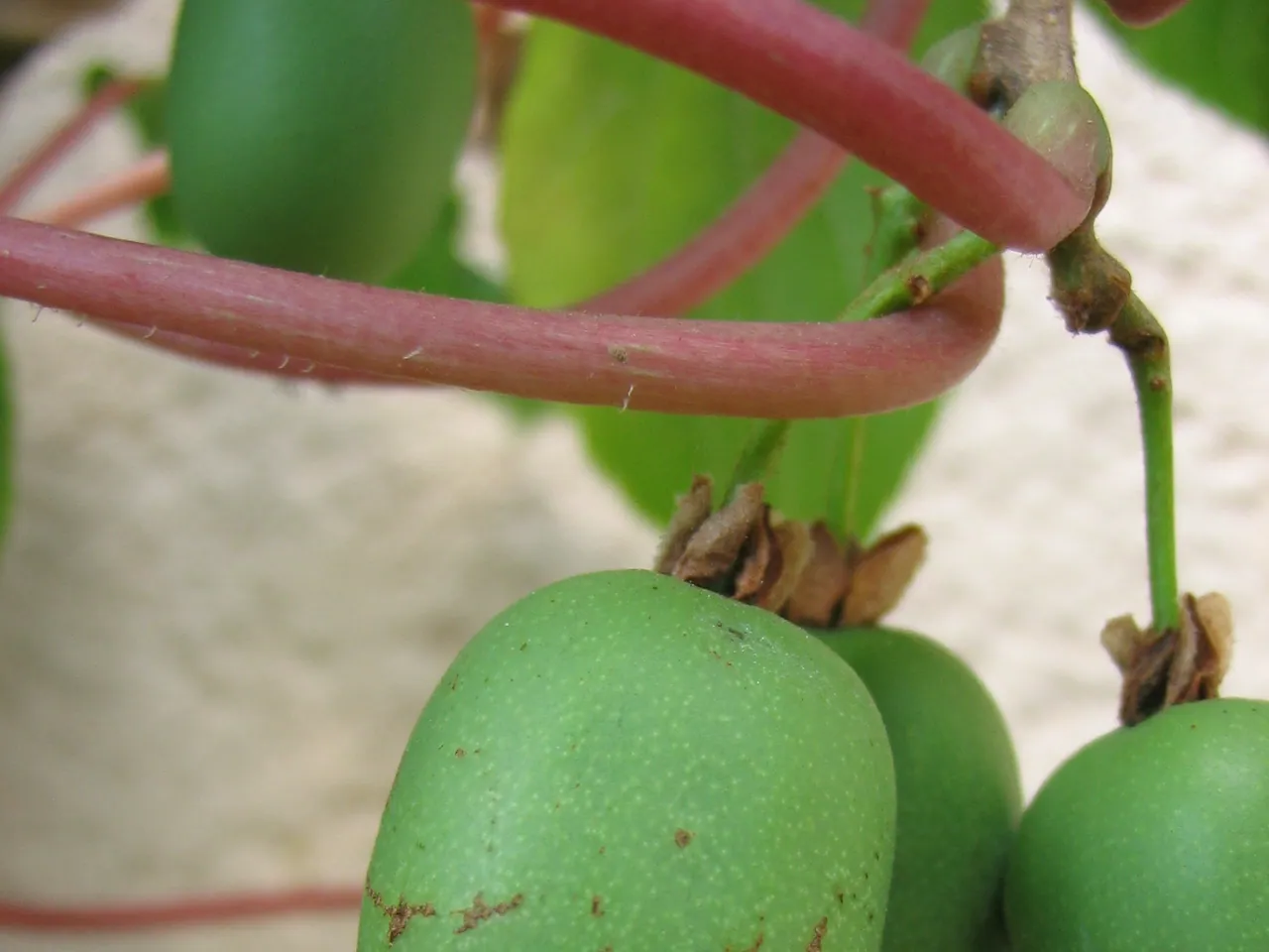 Hardy kiwi