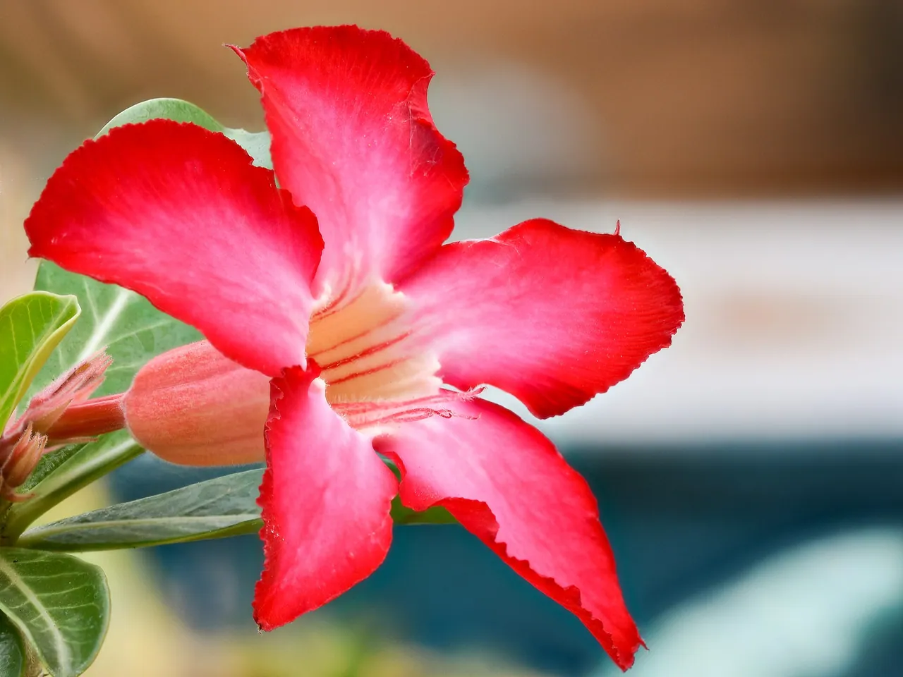 Desert rose