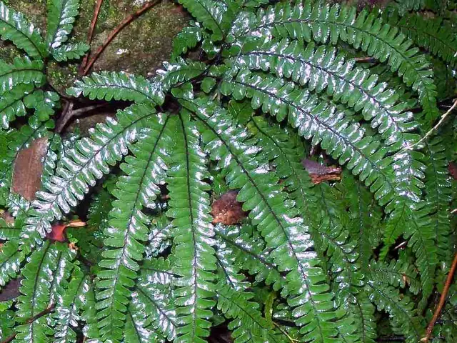 Adiantum hispidulum