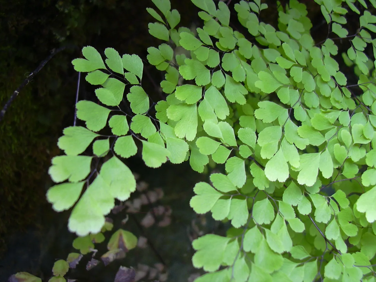 Maidenhair fern