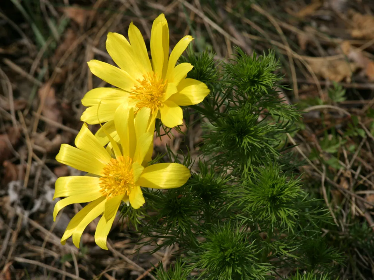 Adonis vernalis