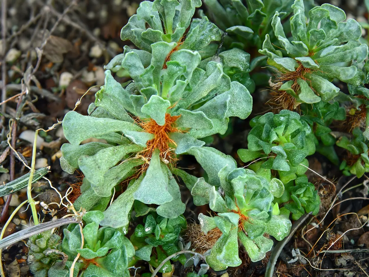 Adromischus cristatus