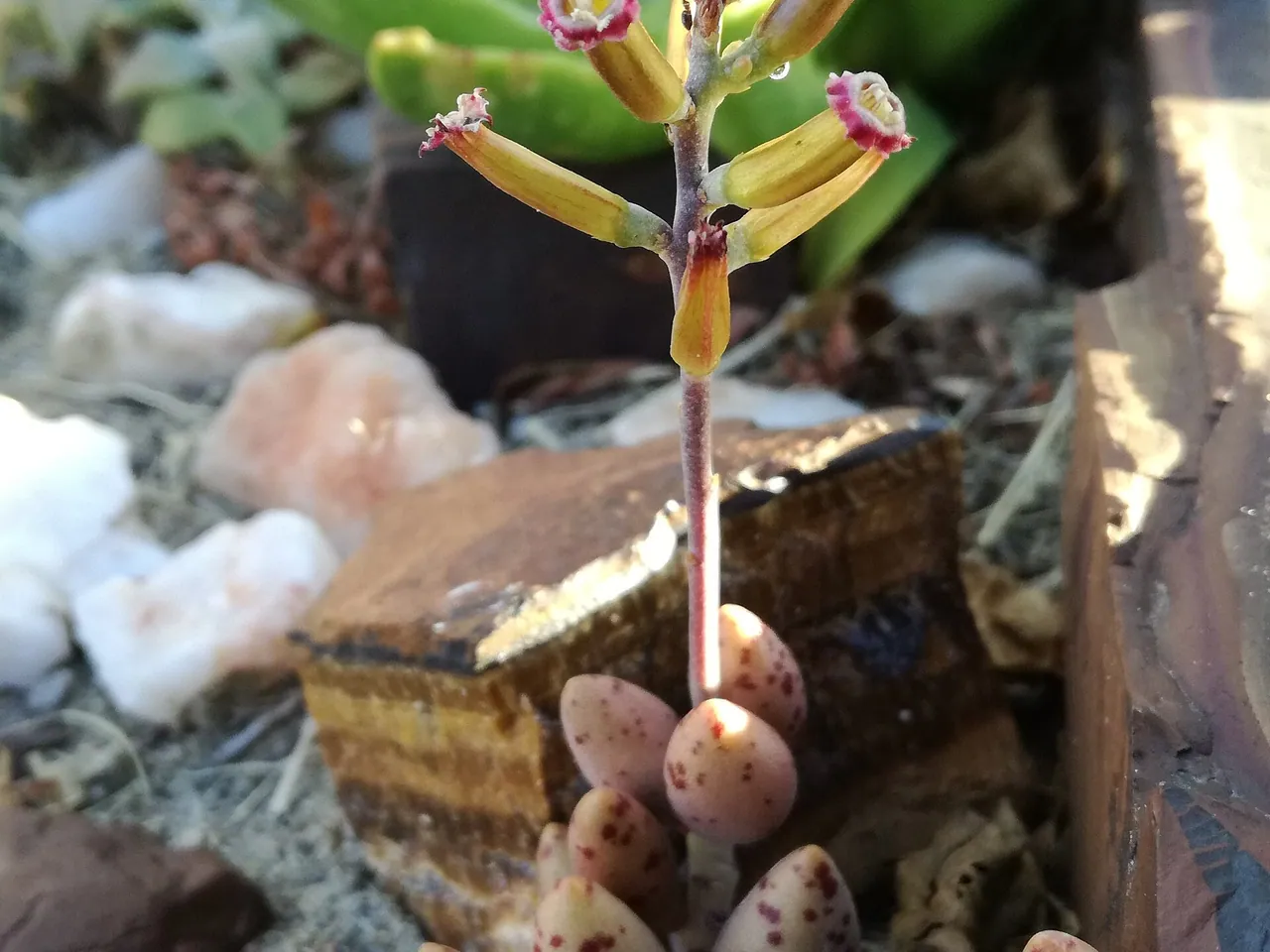 Adromischus filicaulis