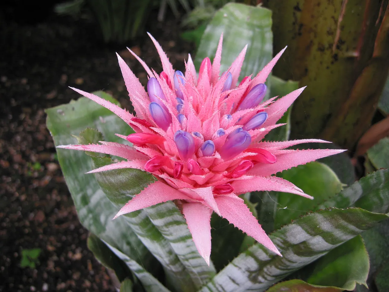 Urn plant