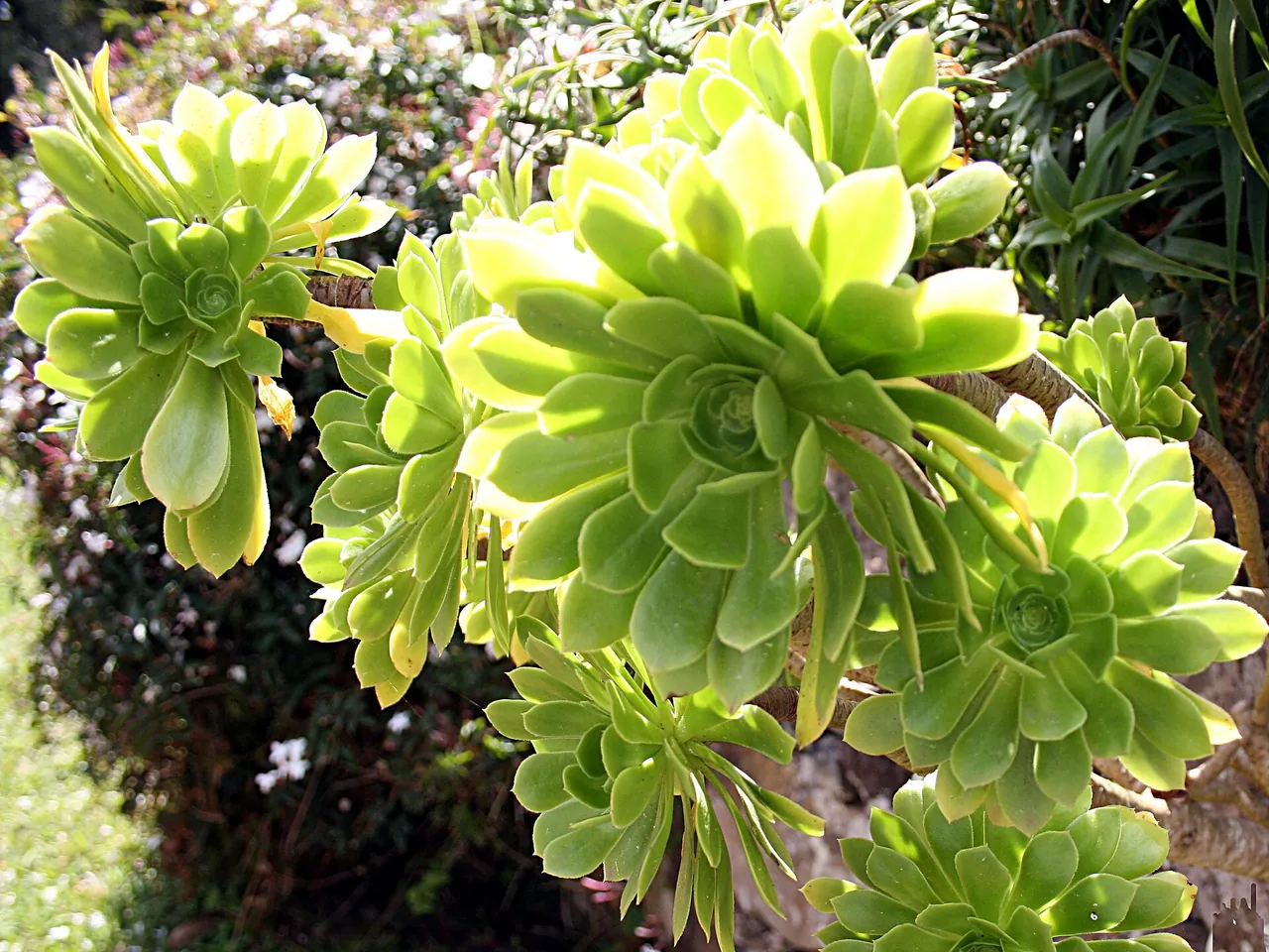 Aeonium arboreum