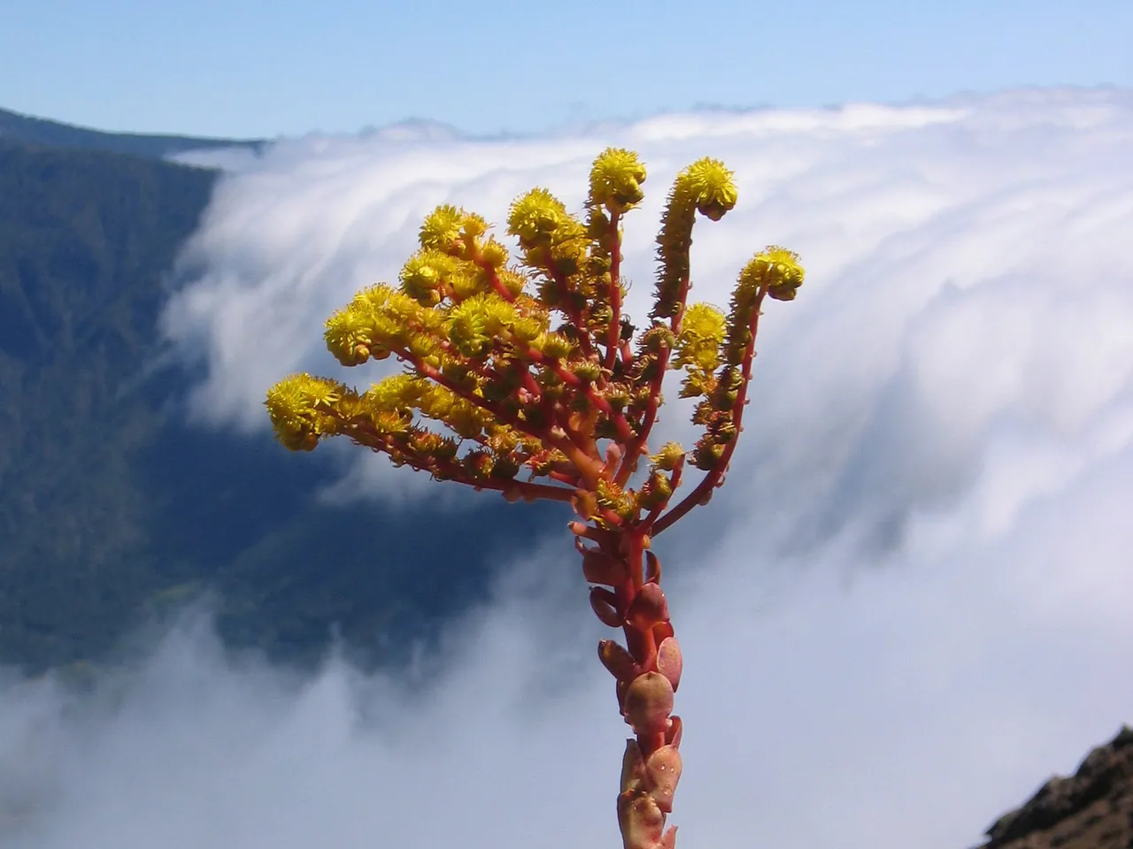 Aeonium aureum