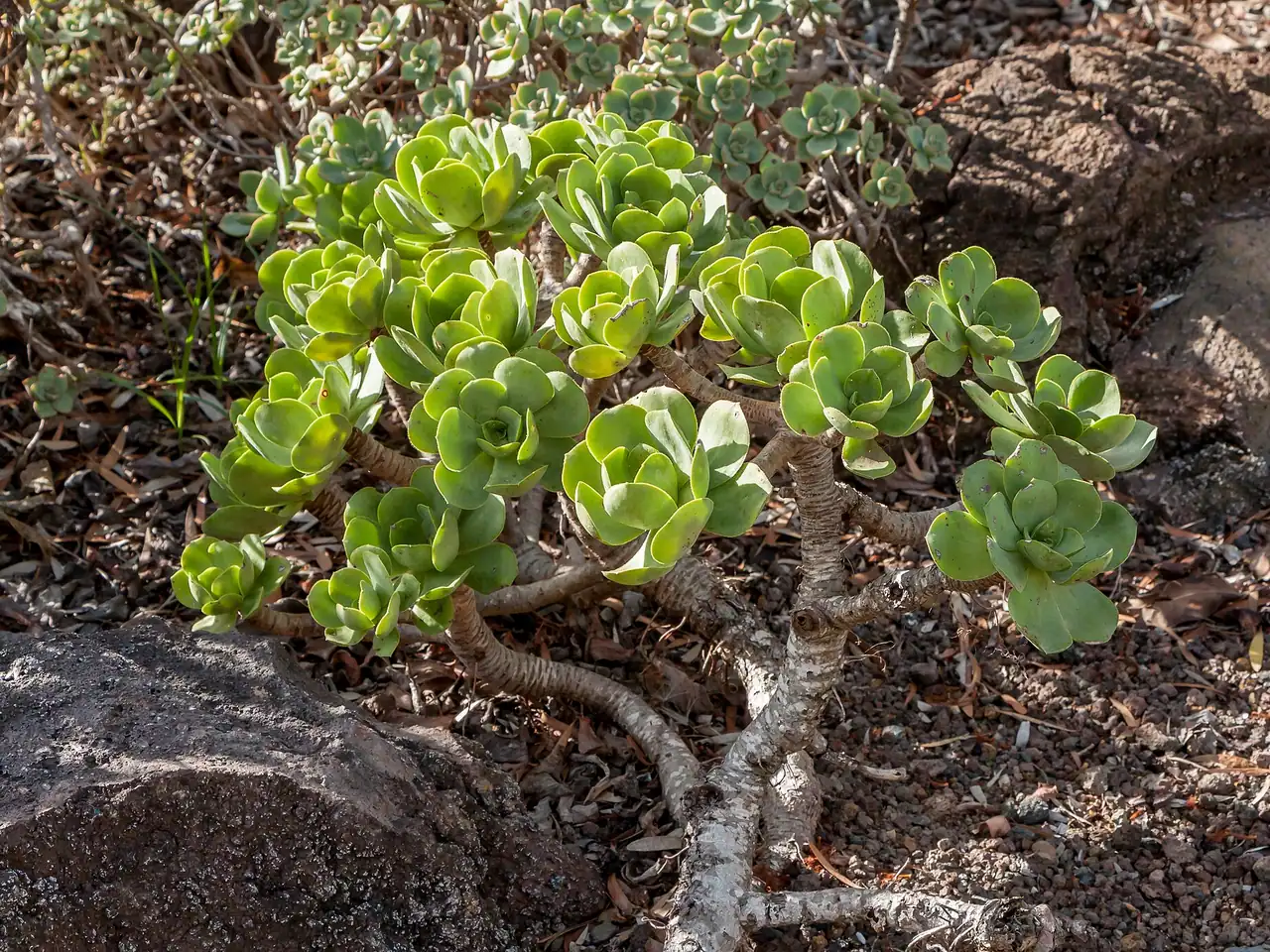 Aeonium glutinosum