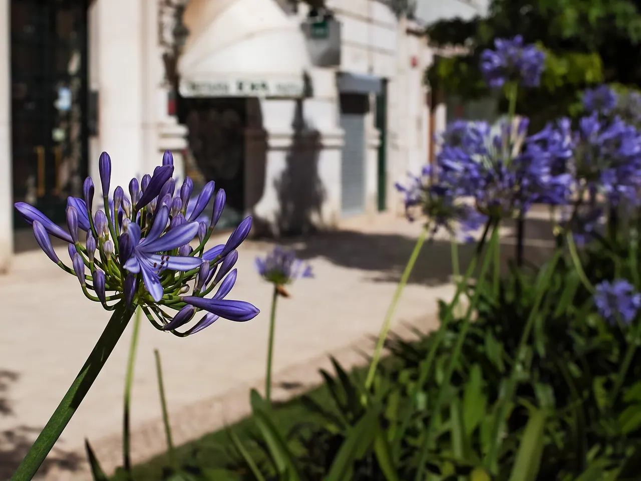 African lily