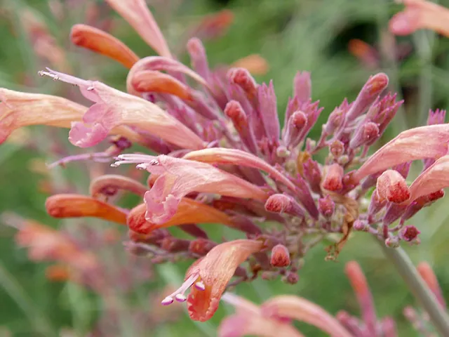 Licorice Mint Hyssop