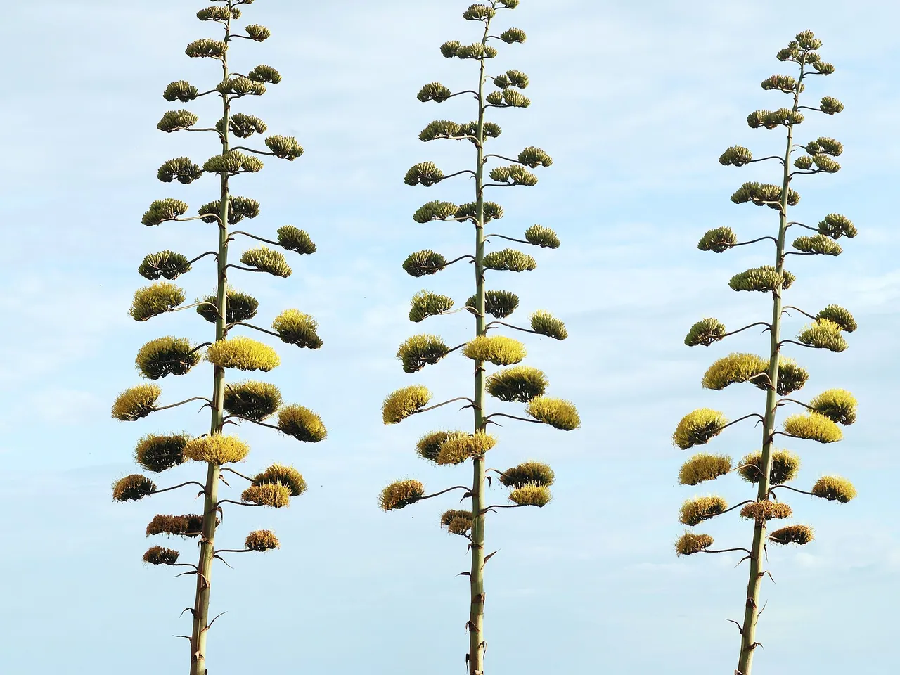 Century plant