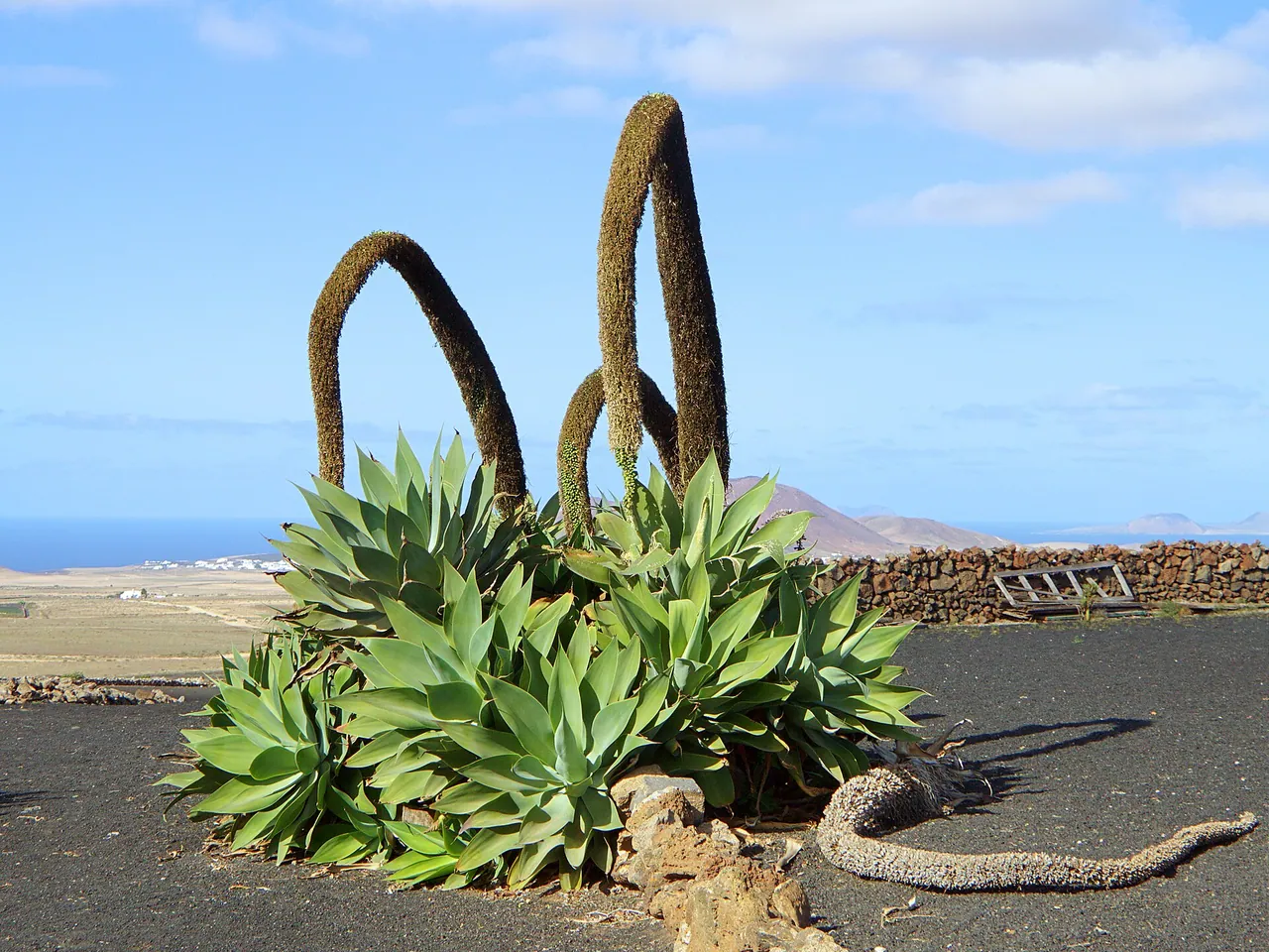 Dragon-Tree Agave