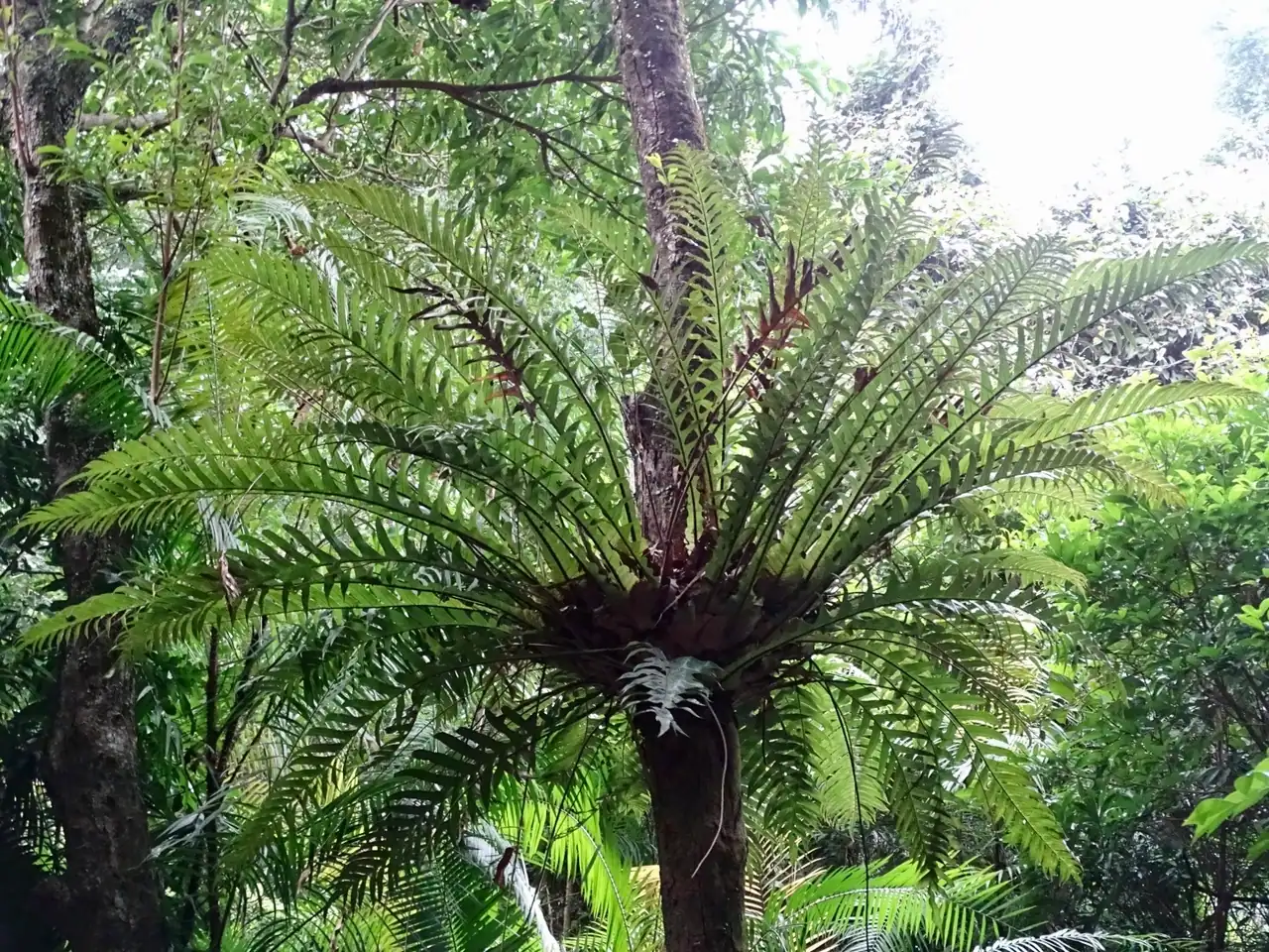 Aglaomorpha coronans