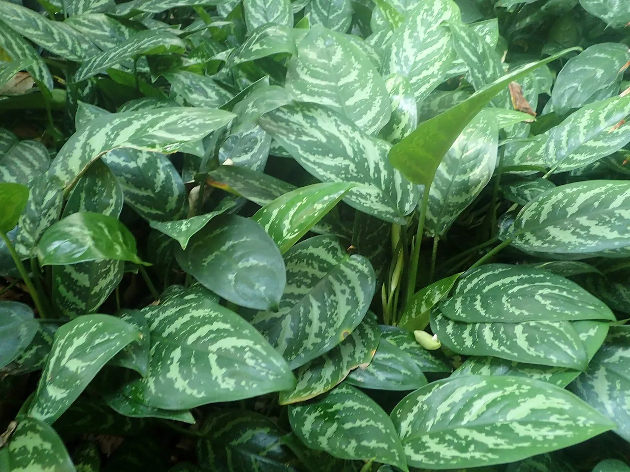 Chinese evergreen