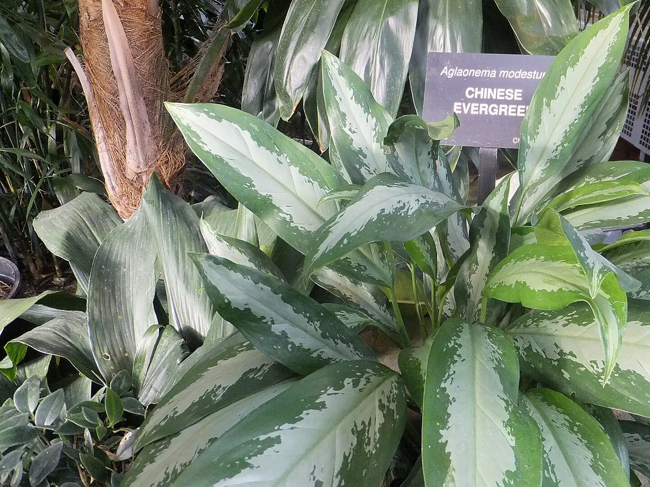 Chinese evergreen