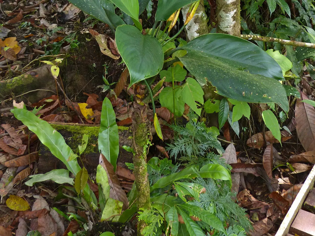 Aglaonema nitidum