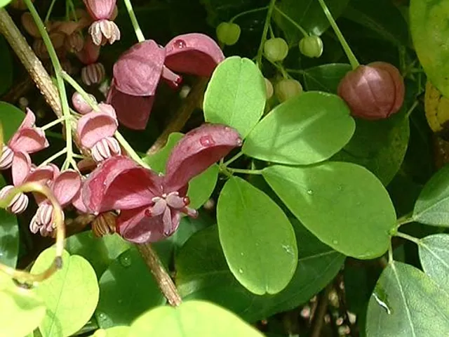 Chocolate vine