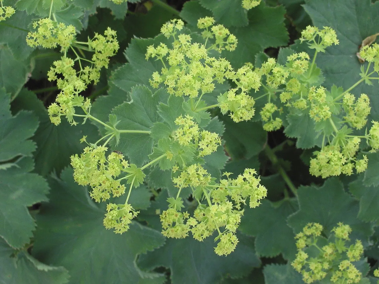 Alchemilla mollis