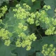 Alchemilla mollis