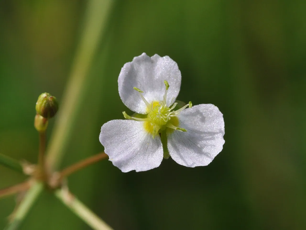Common water-plantain