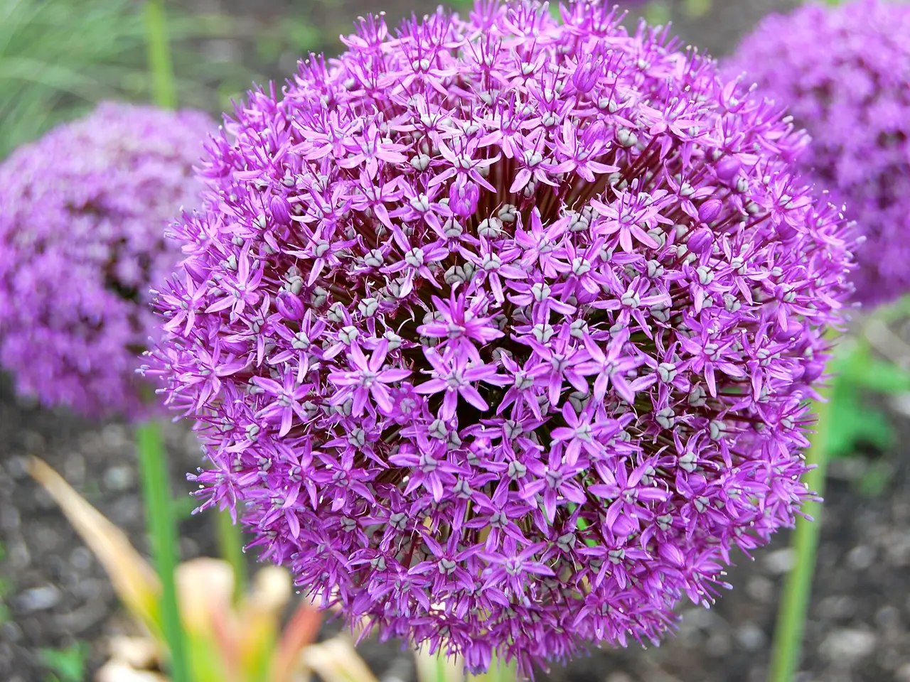 Allium giganteum