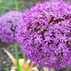 Allium giganteum