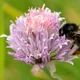 Chives