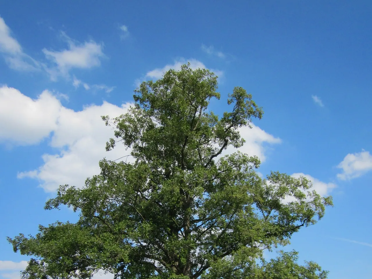 Alder