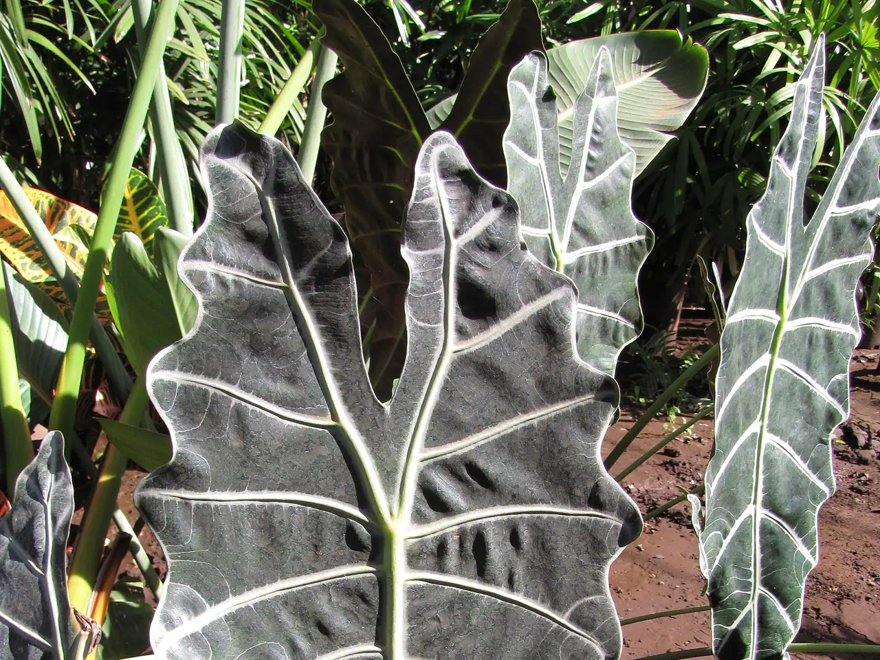African mask plant
