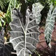 African mask plant