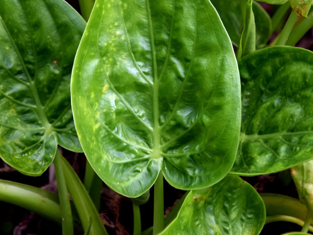 Alocasia cucullata
