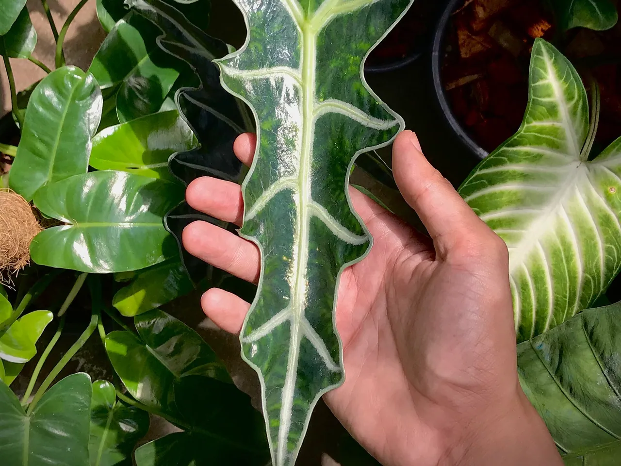 Kris plant