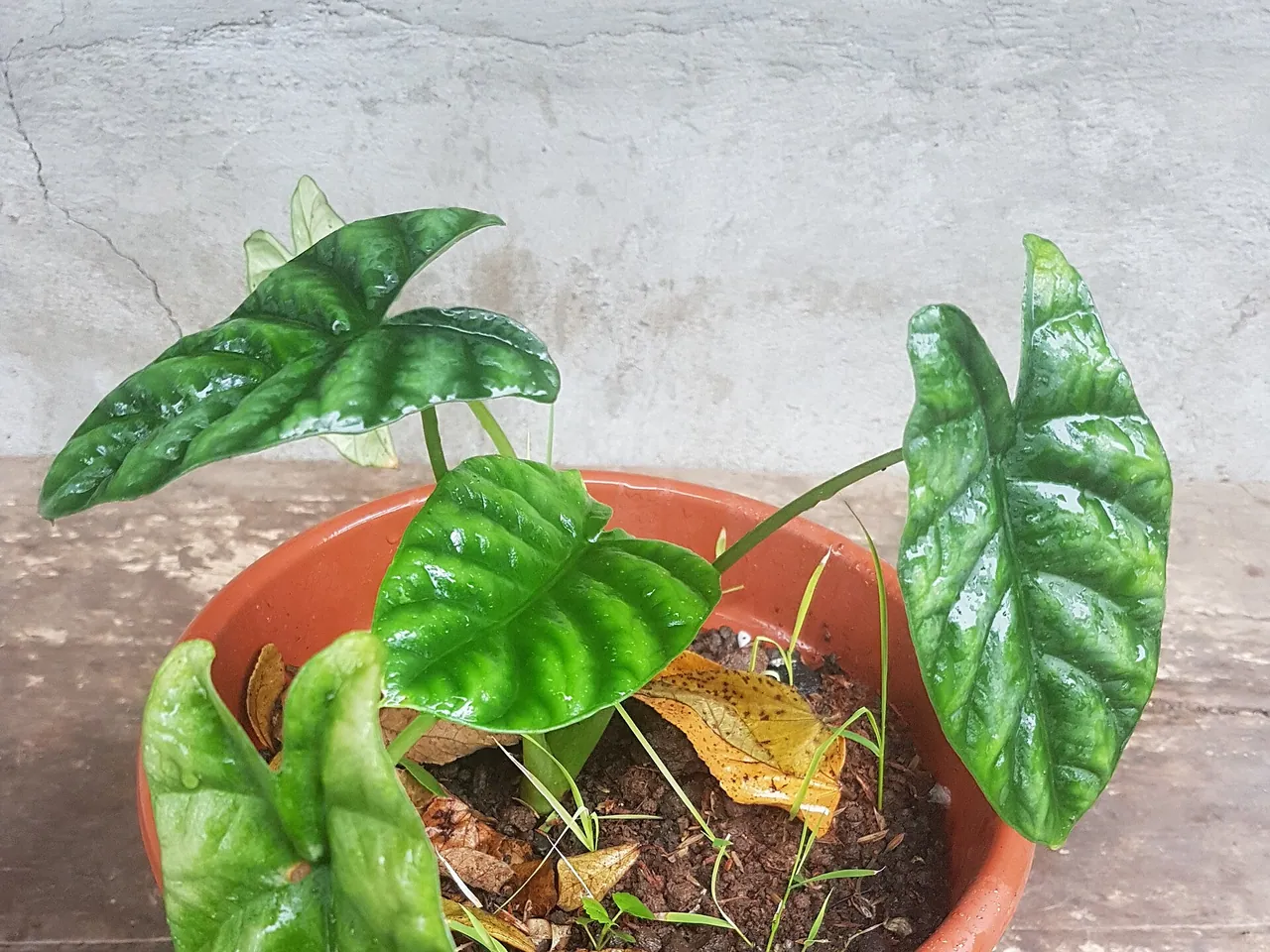 Alocasia quilted dreams