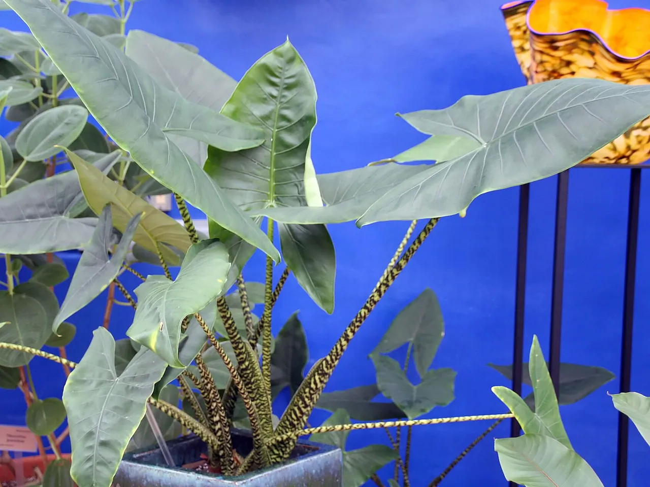 Zebra alocasia