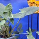 Zebra alocasia