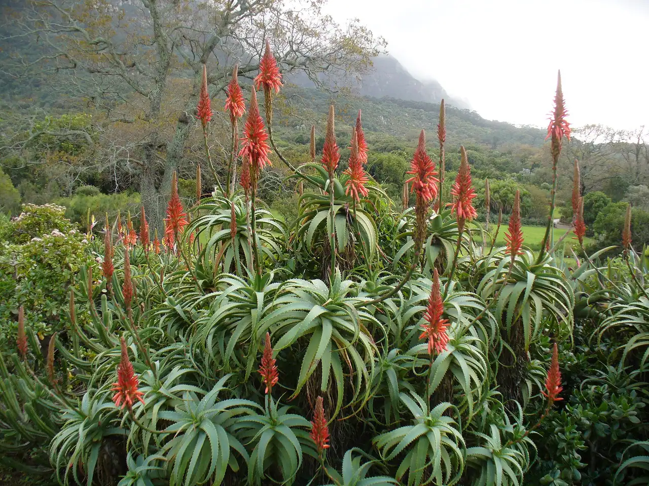 Krans aloe