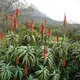 Krans aloe