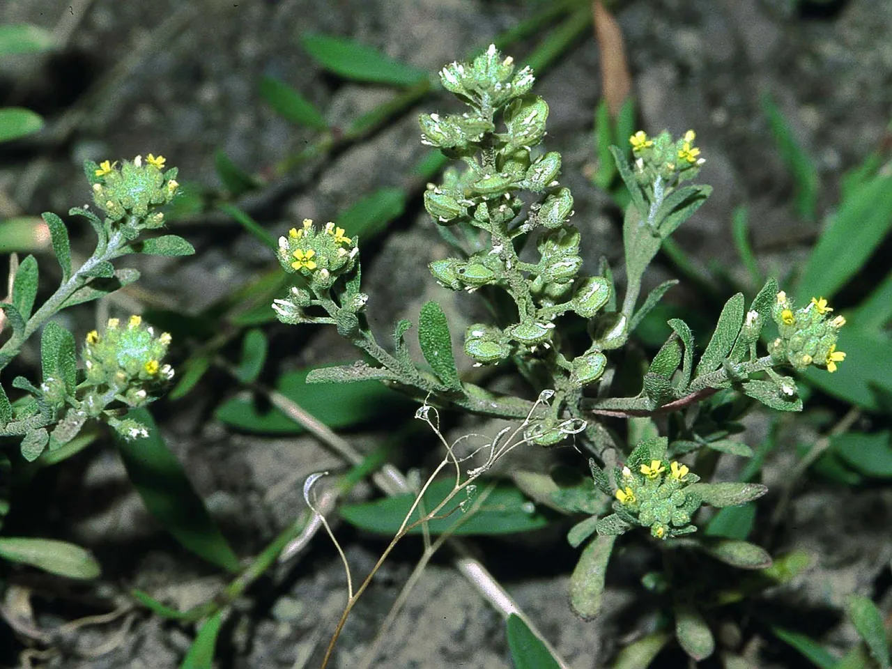Pale alyssum